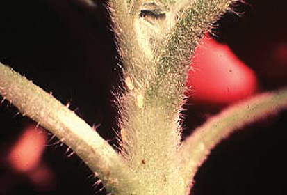 Figure 37