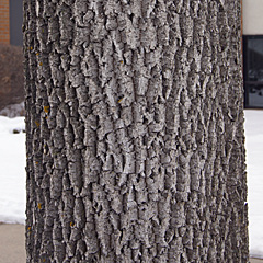 Bark