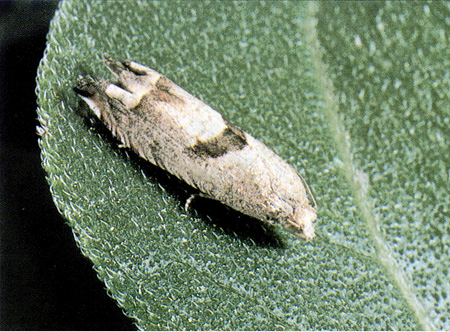 Figure 39