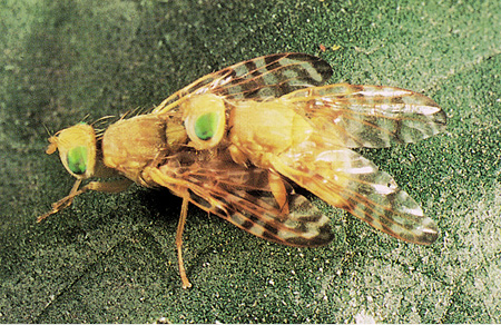 Figure 44