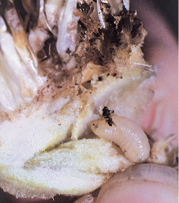 Figure 45