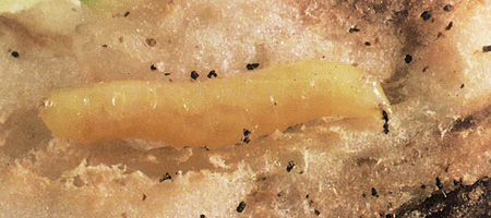 Figure 47