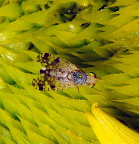 Figure 48