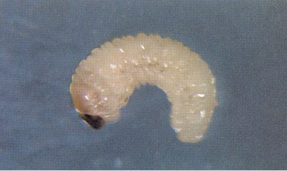 Figure 51