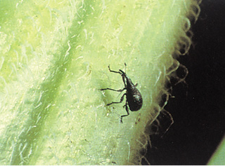 Figure 53