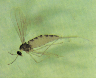 Figure 58