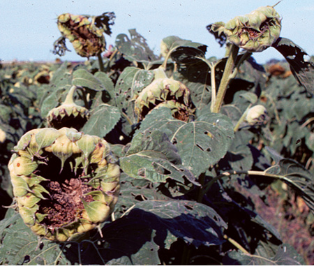 Figure 60