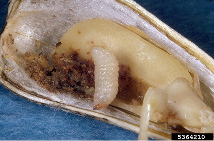 Figure 62