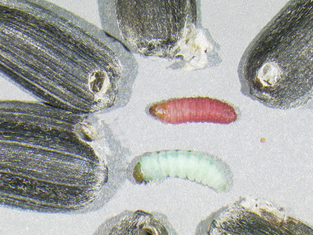 Figure 69