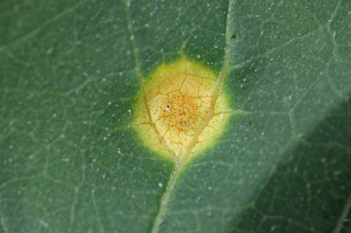 Figure 77