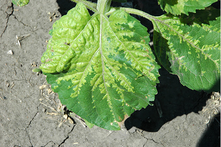 Figure 91