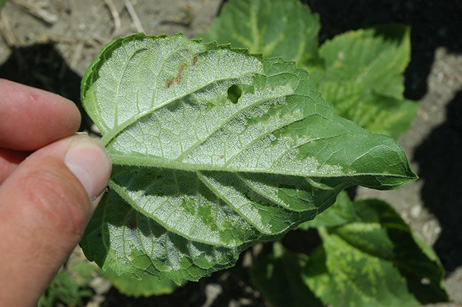 Figure 92