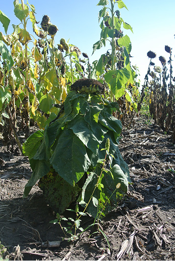 Figure 93