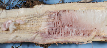 Figure 96