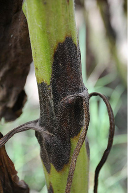 Figure 98