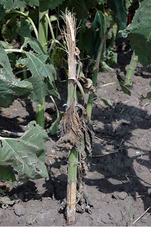 Figure 108