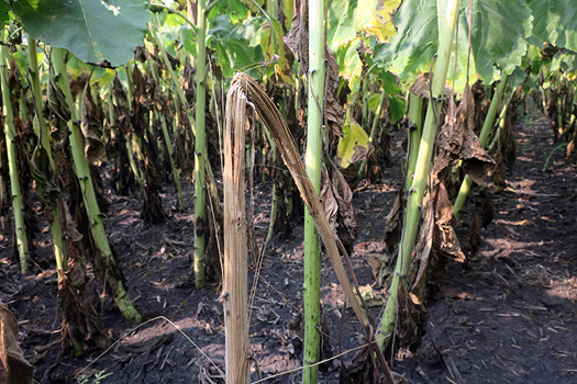 Figure 109