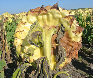 Figure 110