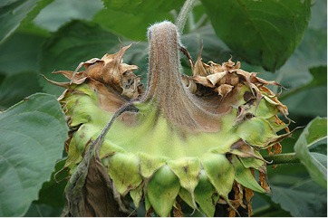Figure 111