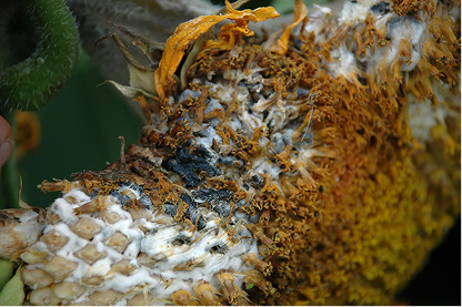 Figure 114