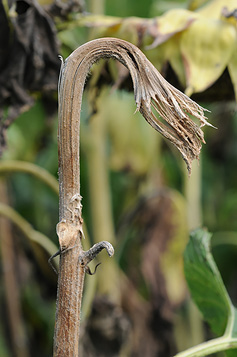 Figure 115