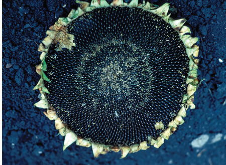 Figure 126