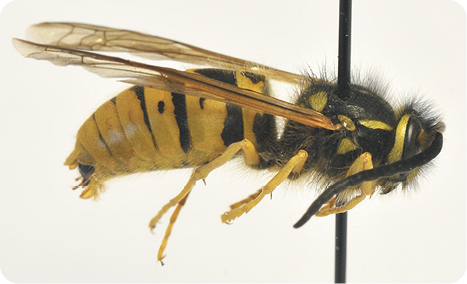 Figure 13