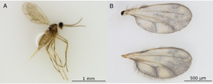 Adult Canola Flower Midge