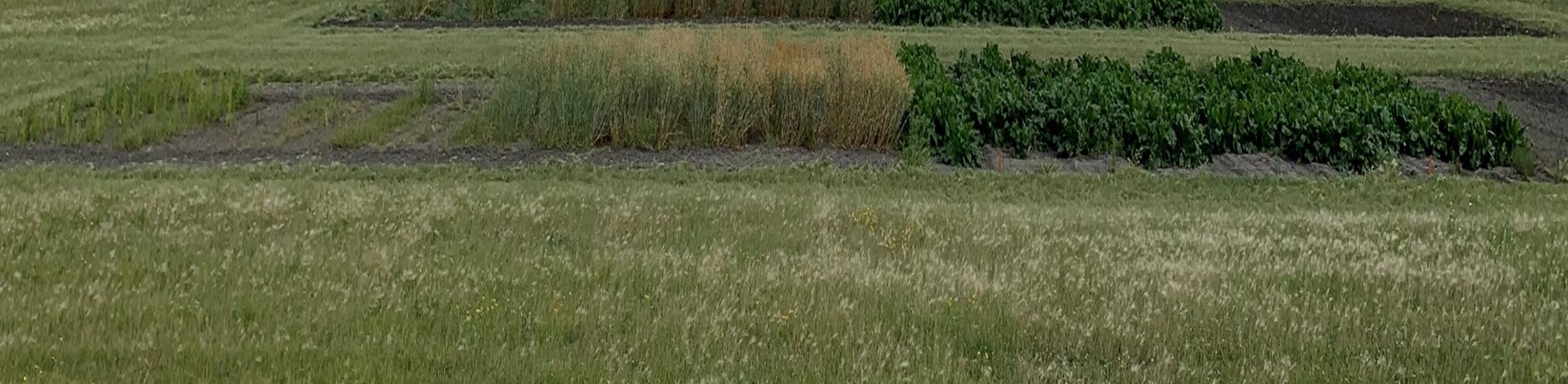 Barley (left), oat (middle) and sugarbeet (right) varieties growing in Level 3 on September 5, 2024.