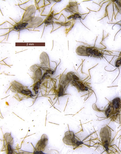 Canola flower midges in trap liner.
