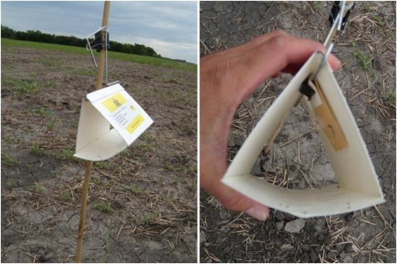Delta traps used for swede and canola flower midge trapping
