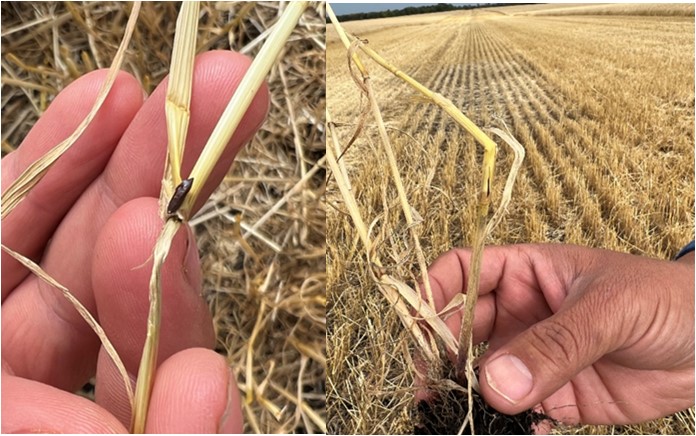 Hessian fly larva in flaxseed stage. Hessian fly feeding damage with wheat stem bent above the first node.