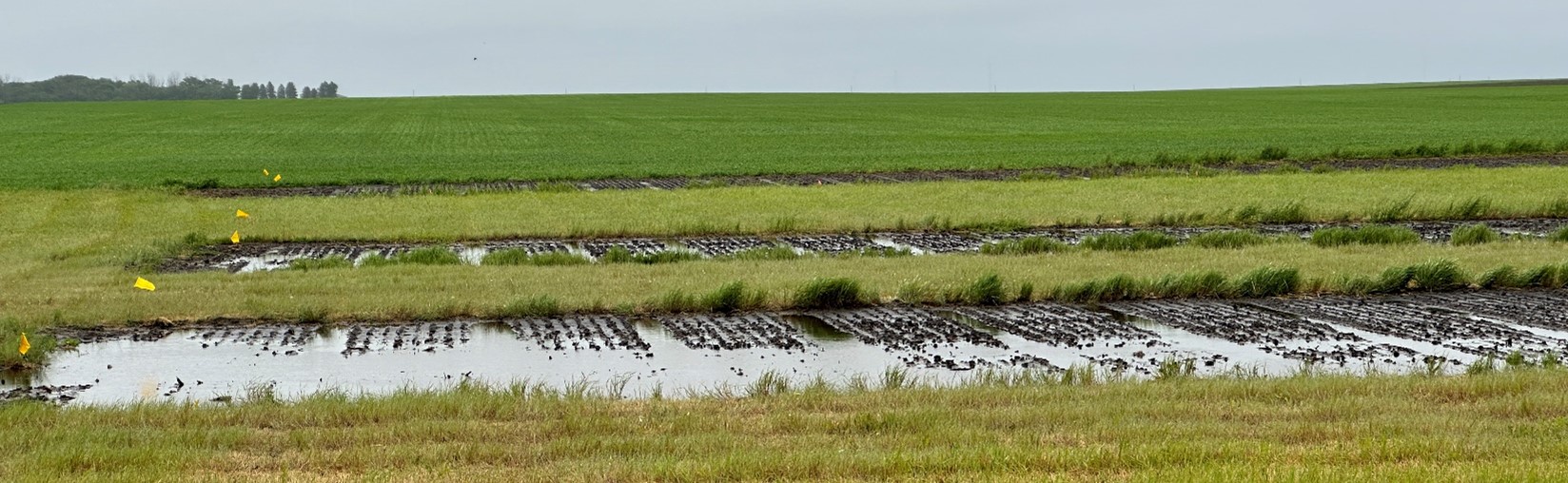 Level 1 (furthest), Level 2 (in the middle) and Level 3 (closest) north side plots, were planted with barley varieties on June 18, 2024.
