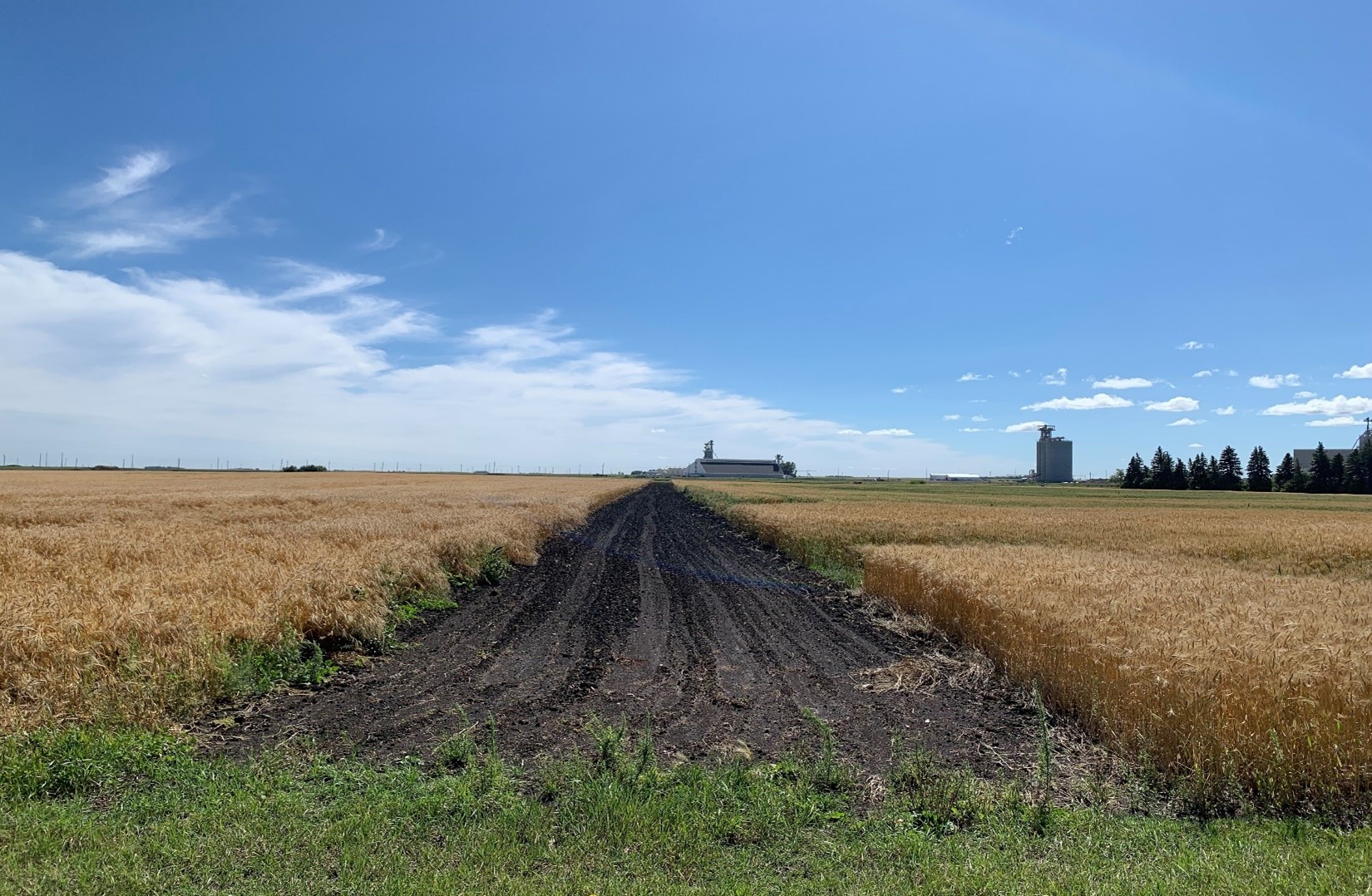 The Langdon Research Extension Center conventional-till versus no-till demonstration sites on August 29, 2024.