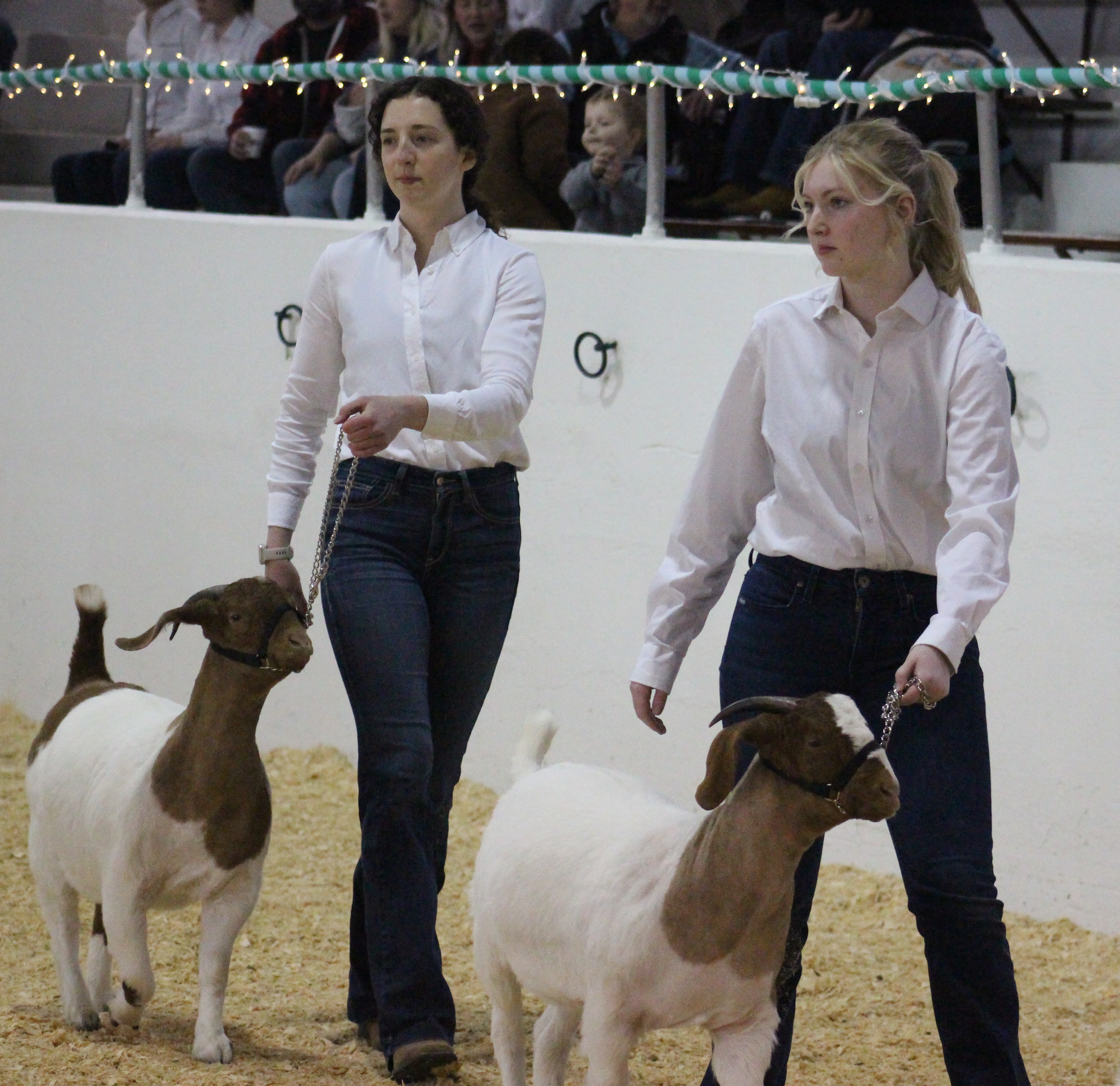 Little I Goats