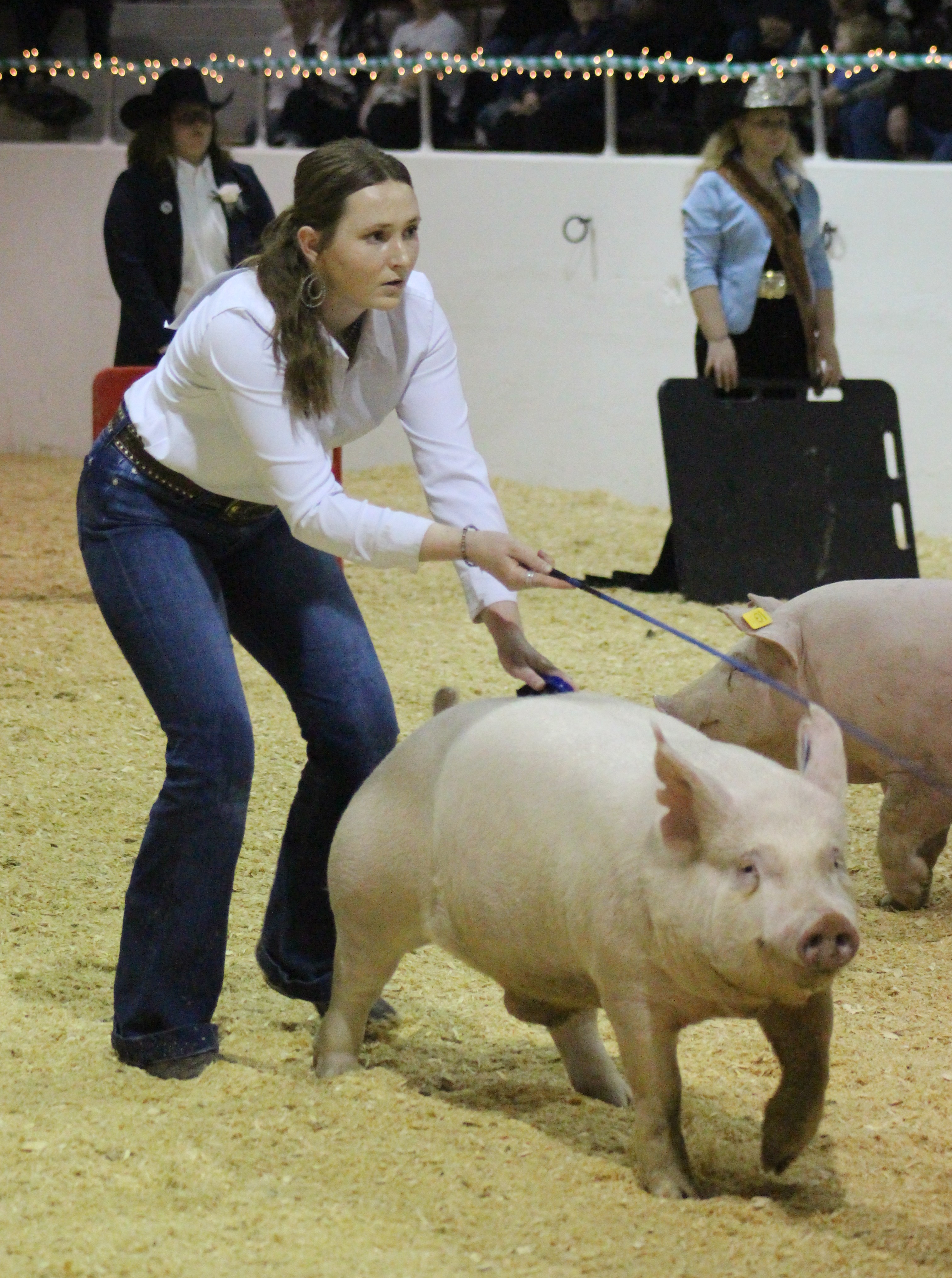 Little I Swine