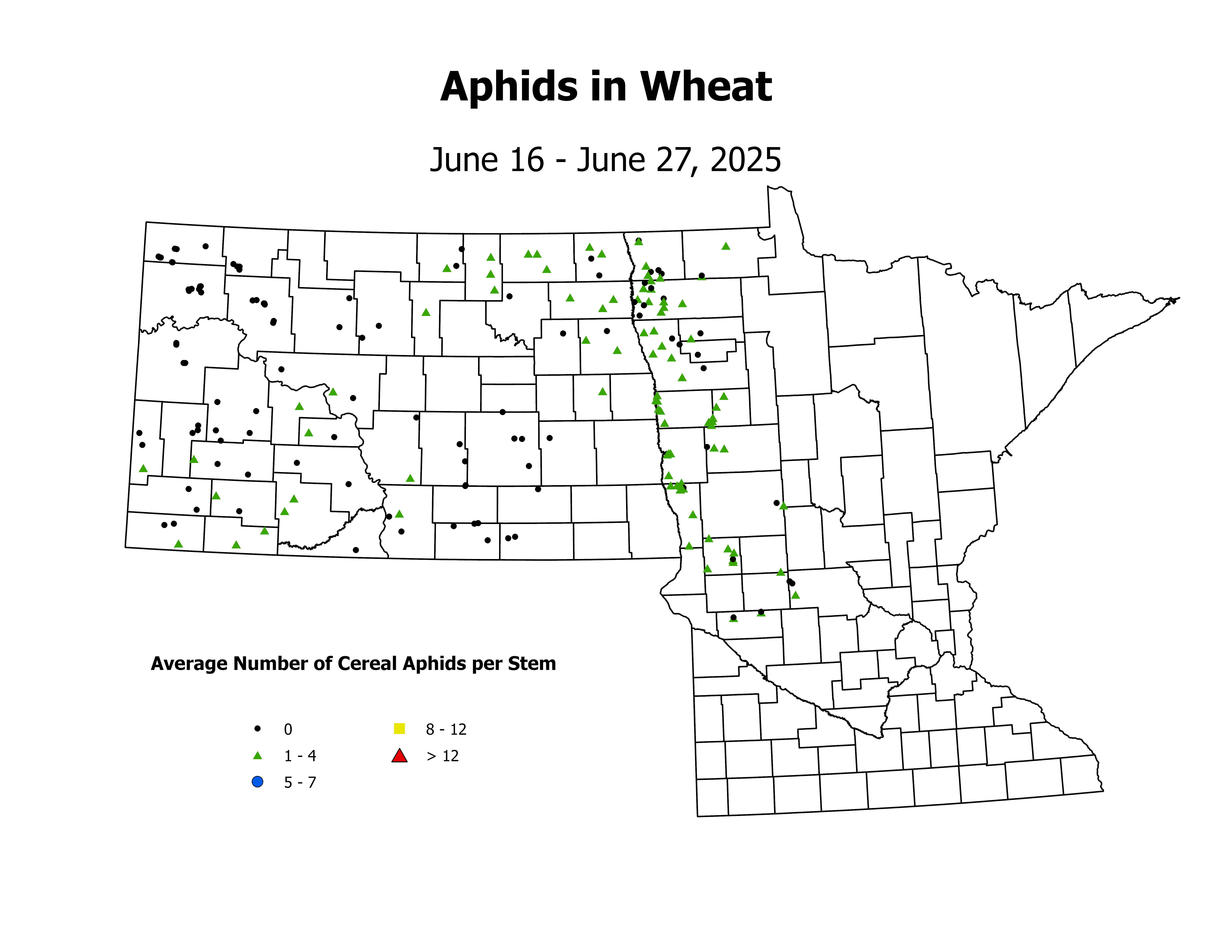 wheat_Aph_Stem_2025June16ToJune27
