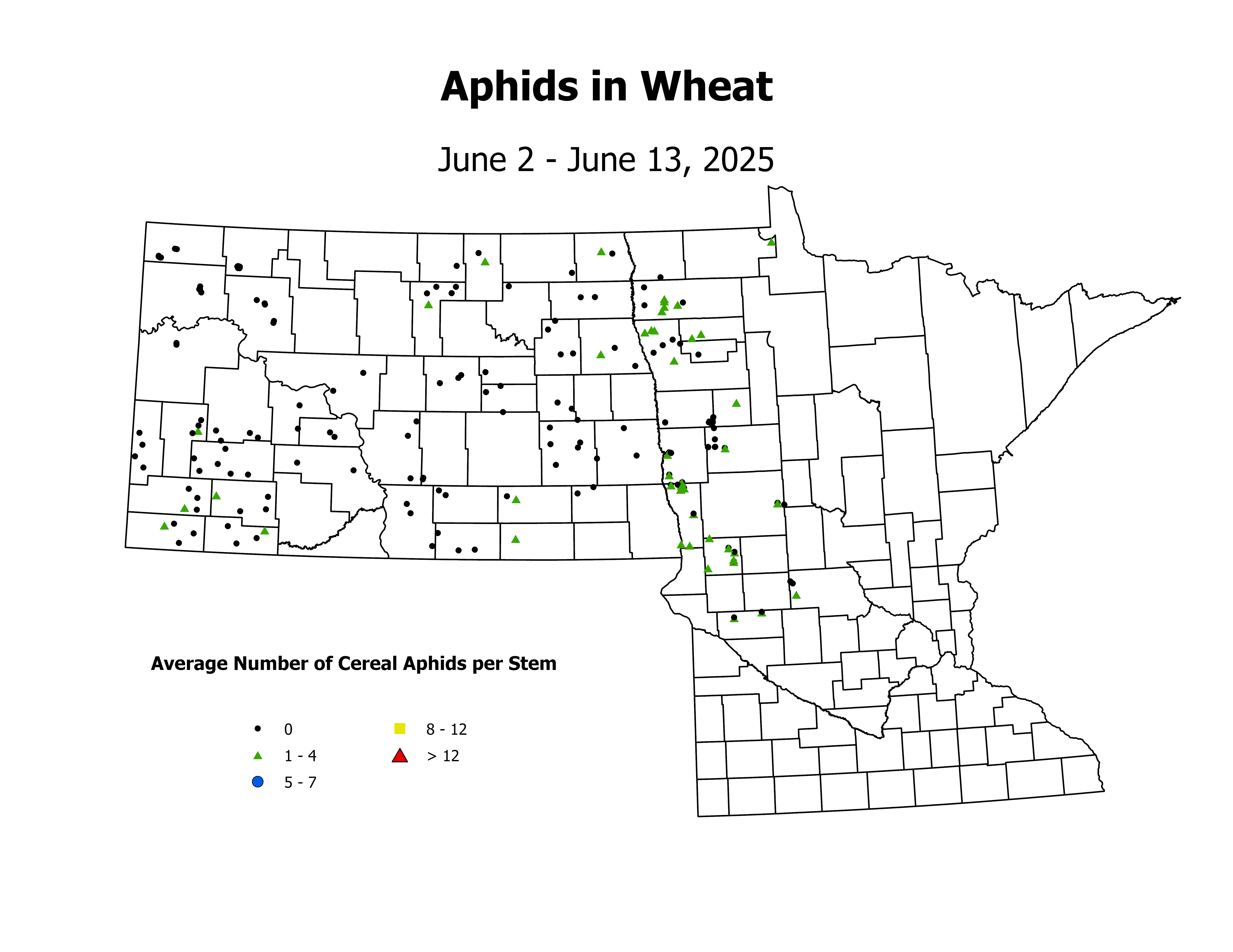 wheat_Aph_Stem_2025June2ToJune13