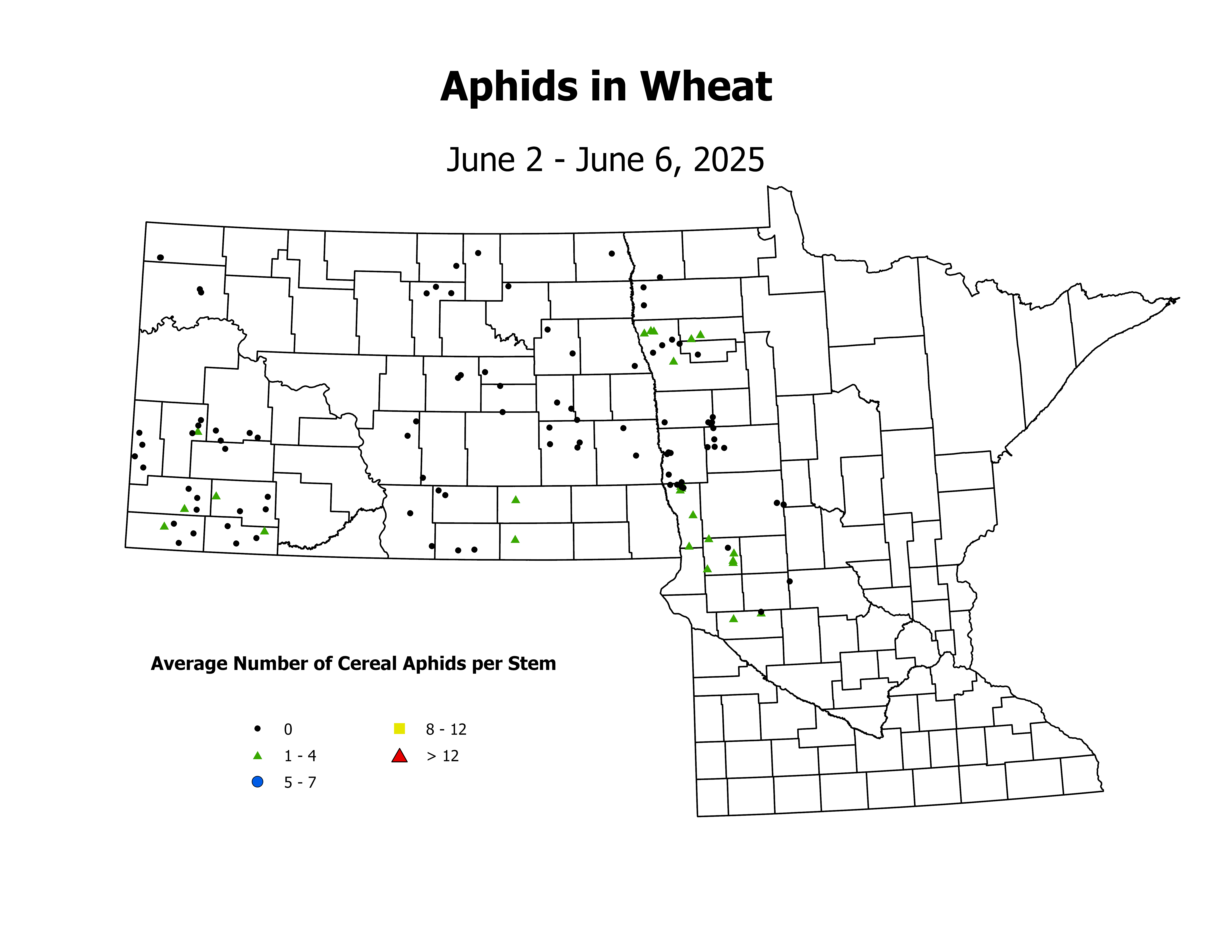 wheat_Aph_Stem_2025June2ToJune6