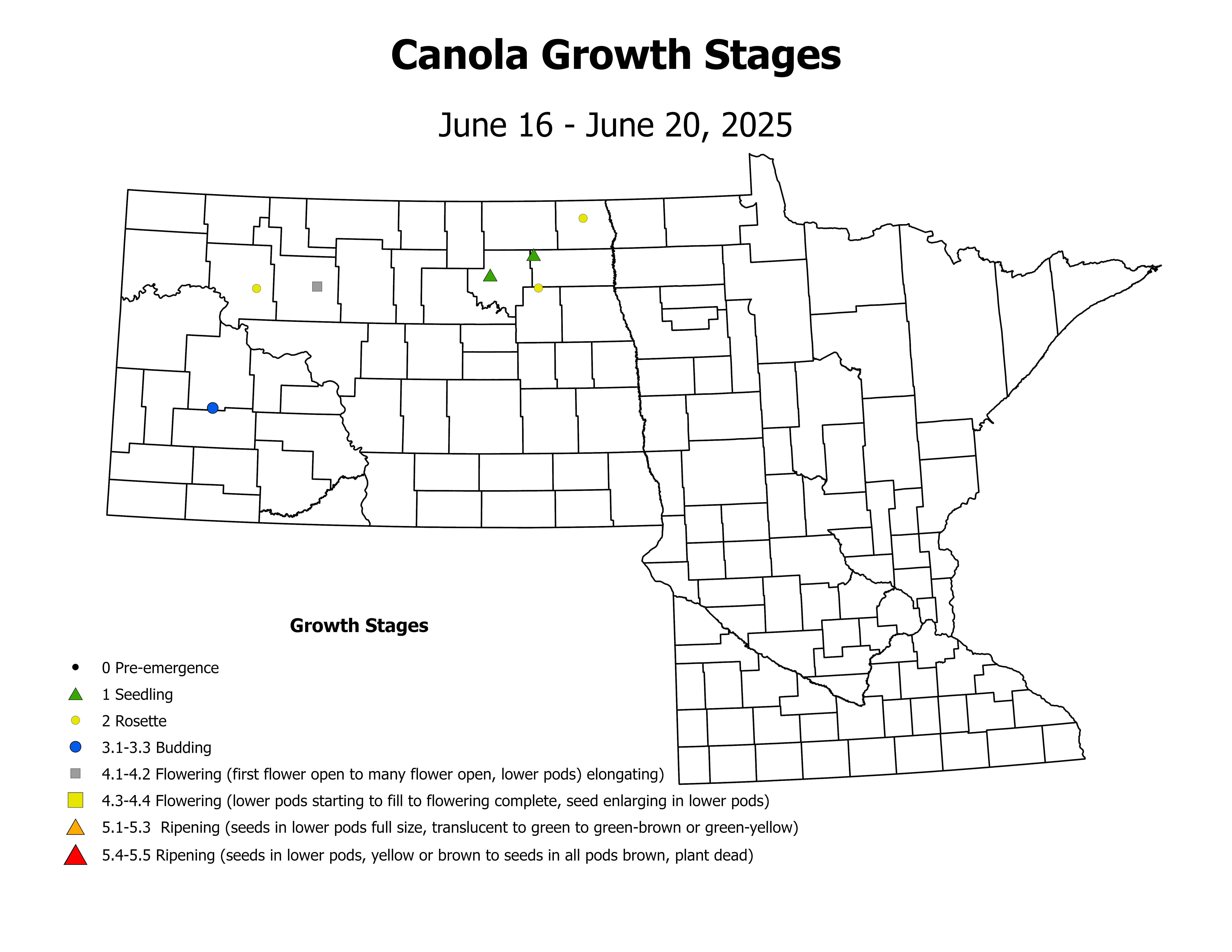 canolaInsectTrap_CropStage_2025June16ToJune20