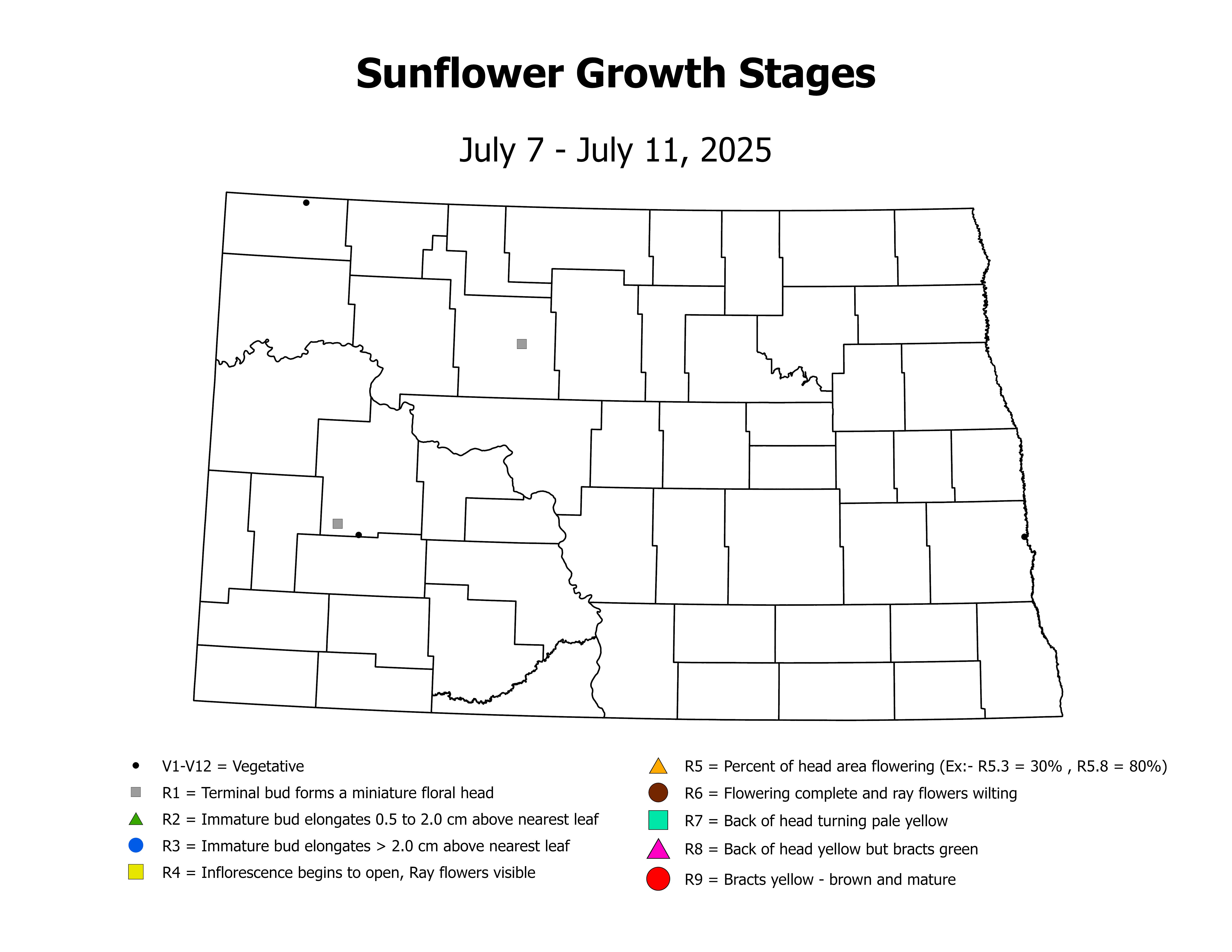 sunflowerInsectTrap_CropStage_2025July7ToJuly11