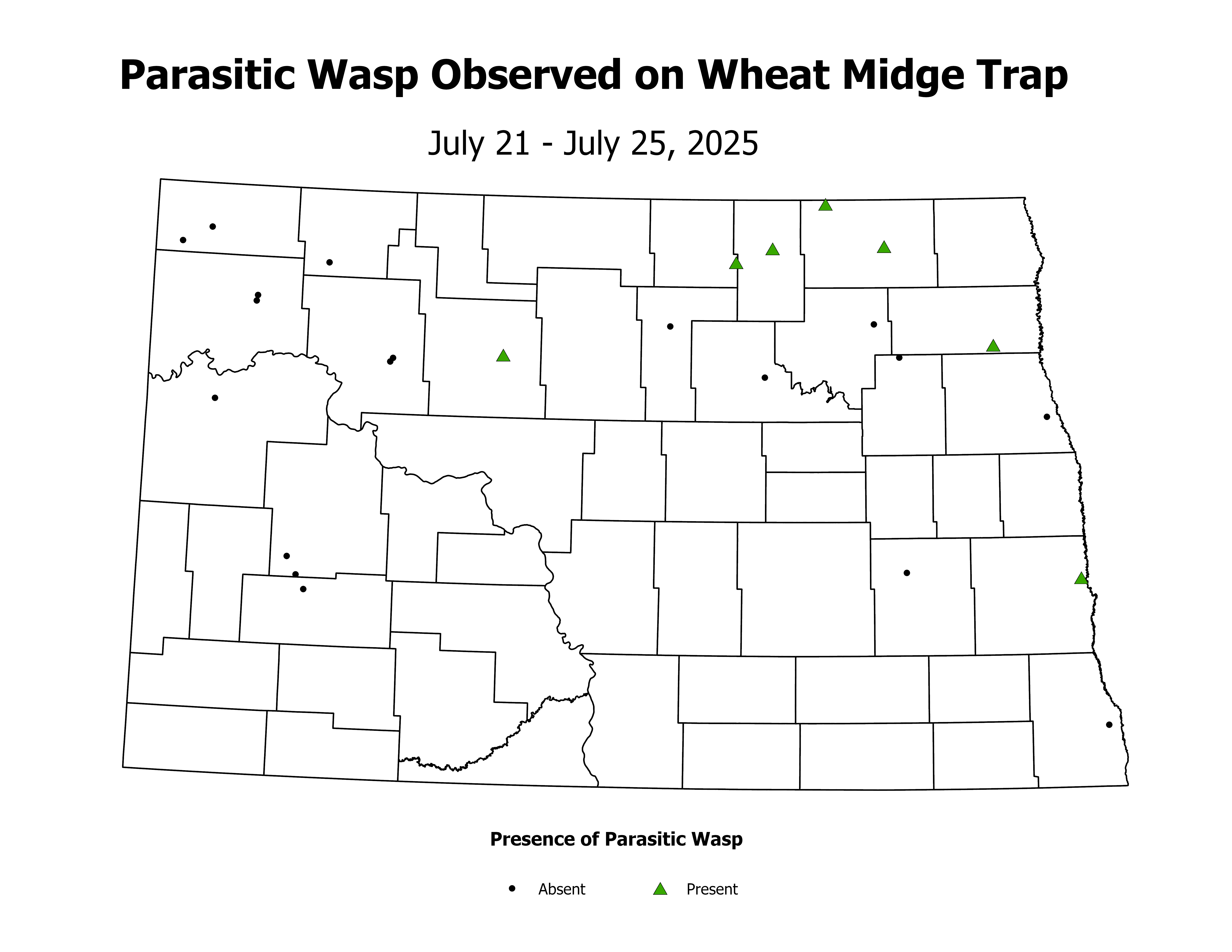 wheatInsectTrap_PARA_PRES_2025July21ToJuly25