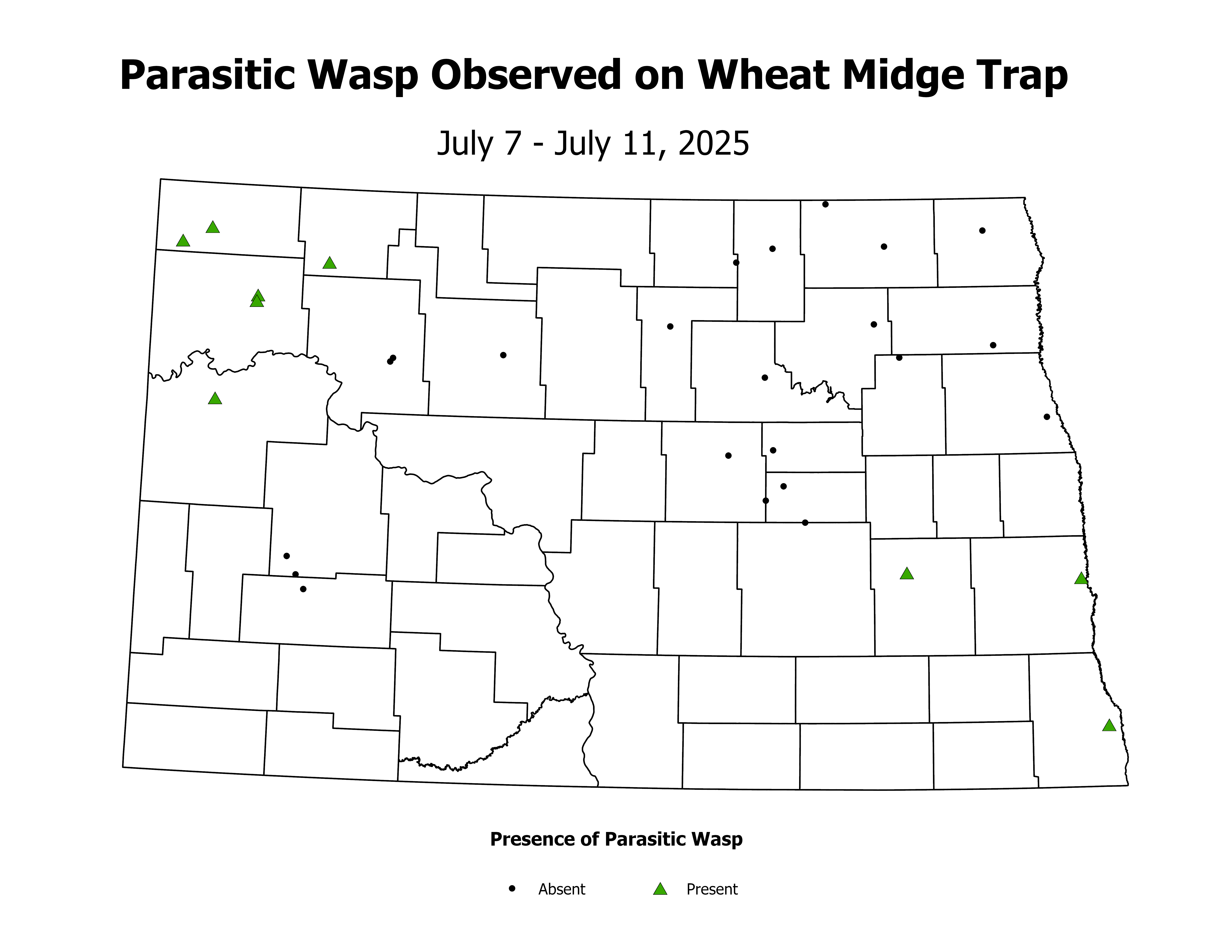 wheatInsectTrap_PARA_PRES_2025July7ToJuly11