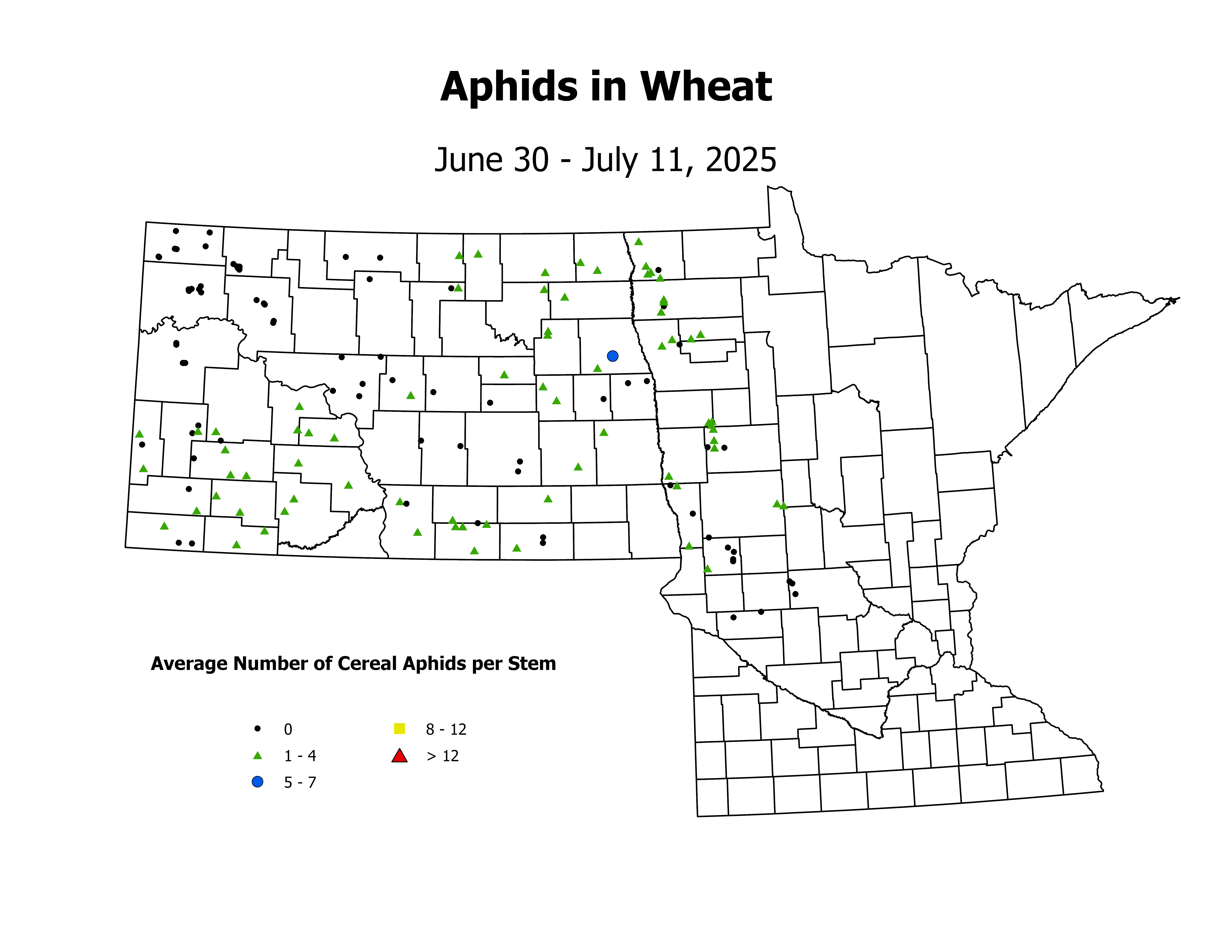 wheat_Aph_Stem_2025June30ToJuly11