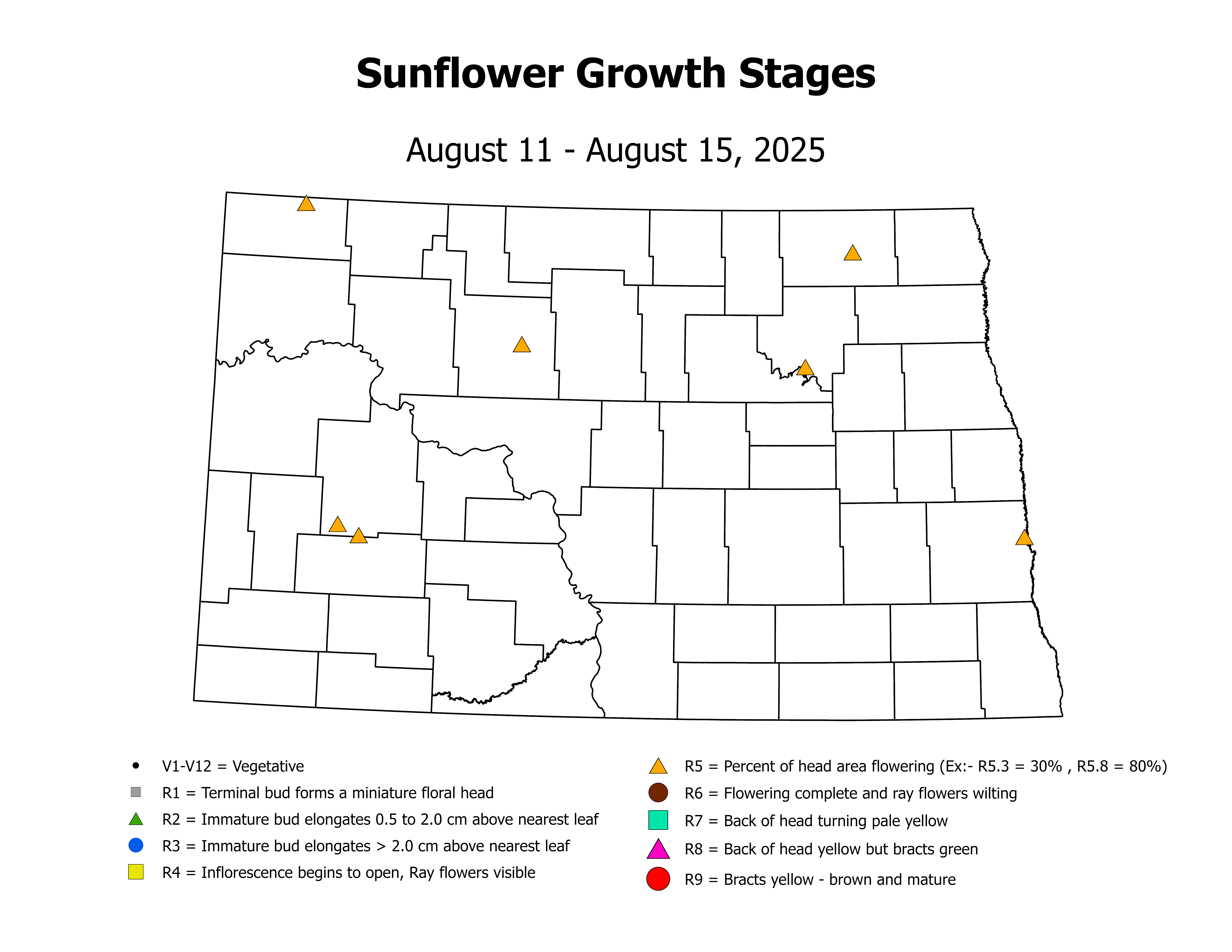 sunflowerInsectTrap_CropStage_2025August11ToAugust15