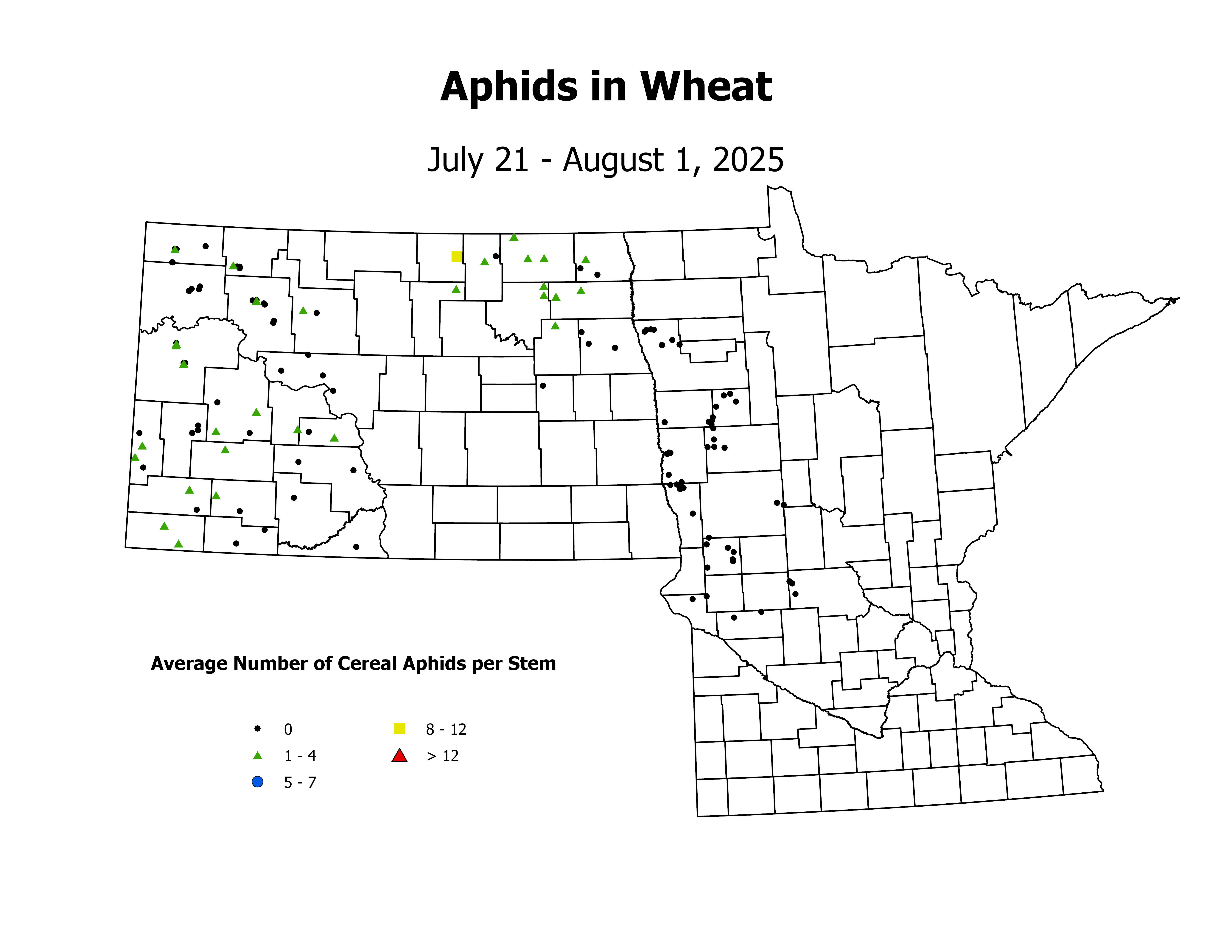 wheat_Aph_Stem_2025July21ToAugust1