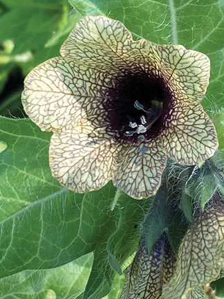 BLACK HENBANE