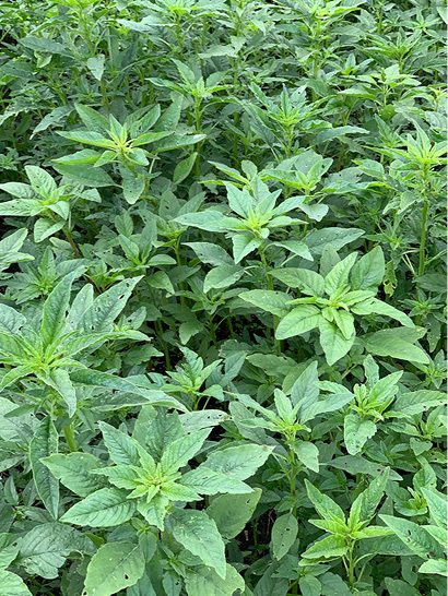 Waterhemp