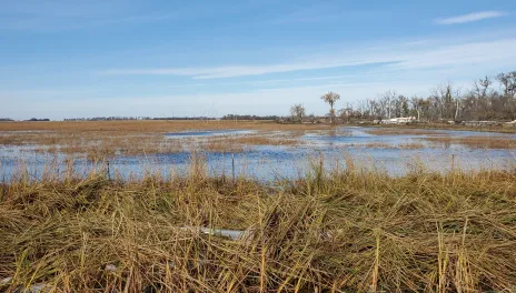 Floodwaters cover a field of long brown grass, with tall brown and green grass in the foreground, and a row of trees under a bright blue sky in the background.