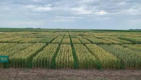 With 57 HRSW varieties and four replicates each, 228 plots form a patchwork of green plants of varying heights on an overcast day.